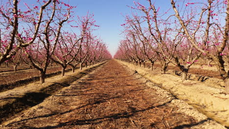 In-between-blooming-almond-trees-with-pink-flowers,-forward-dolly-shot