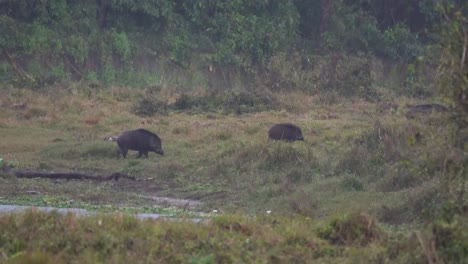 Einige-Wildschweine,-Die-Am-Flussufer-Im-Chitwan-Nationalpark-Spazieren