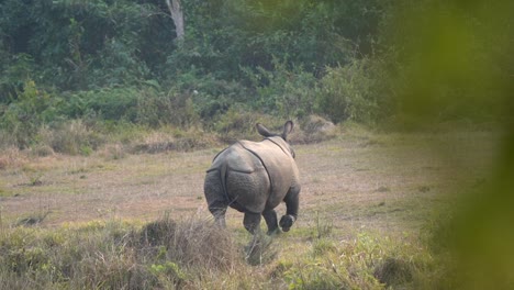 Un-Rinoceronte-Caminando-Por-Un-Prado-En-La-Jungla-Del-Parque-Nacional-De-Chitwan