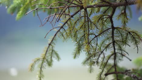 Pine-Tree-Close-up-Panning-shot