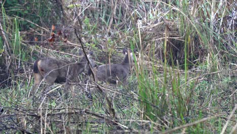 Two-sambar-deer-walking-in-the-tall-grass-of-the-Chitwan-National-Park