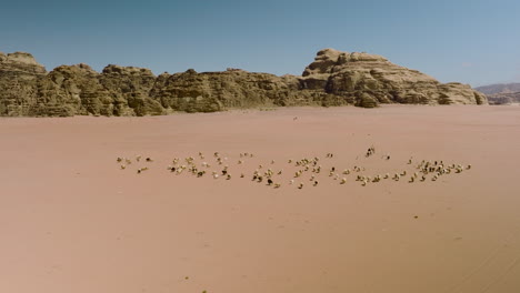 Nomadenhirte,-Der-Eine-Herde-Von-Schafen-Und-Kamelen-Durch-Die-Wüste-Wadi-Rum-In-Jordanien-Führt