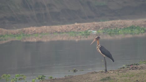 Ein-Kleiner-Adjutantstorch,-Der-An-Einem-Flussufer-Im-Chitwan-nationalpark-Steht