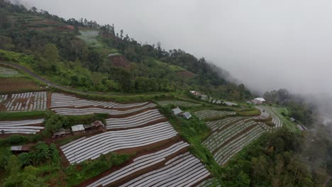 Rows-of-vegetables-covered-in-white-plastic-cover-on-mountainside-in-misty-Bali,-aerial