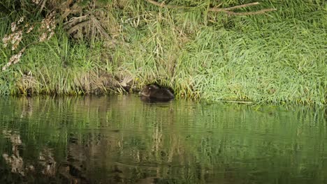 European-beaver-eating-bark-in-river-in-Biebrza-National-Park,-Poland