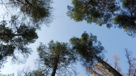 Looking-up-and-walking-through-the-understory-of-a-forest-canopy,-the-camera-faces-towards-the-sky-so-that-the-underside-of-the-tree-canopies-are-set-against-a-blue-background