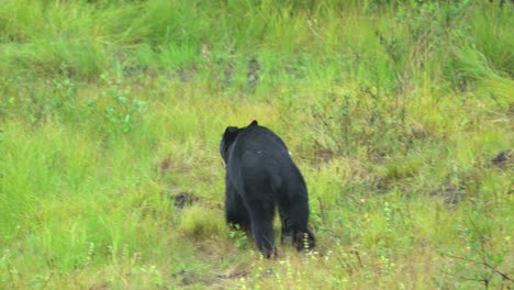Black-Bear-Frolicking-in-the-woods