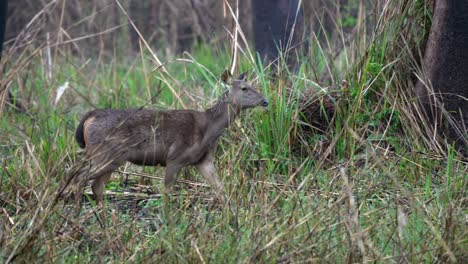 A-sambar-deer-walking-in-the-tall-grass-of-the-Chitwan-National-Park