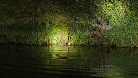 European-beaver-pull-log-of-timber-into-Biebrza-river-National-Park,-Poland-at-night