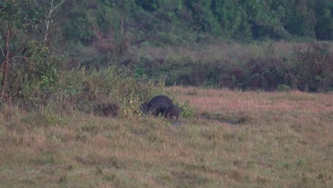 Einige-Wildschweine,-Die-In-Einigen-Büschen-Im-Chitwan-Nationalpark-Herumwühlen