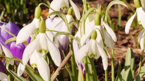 Spring-Flowers-Close-up-Snowdrop-and-Crocus,-Bee-Flying-in-the-Background