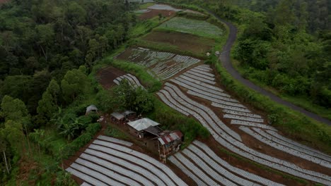 Plastic-covers-on-fertile-soil-growing-vegetable-in-tropical-mountainous-landscape,-aerial