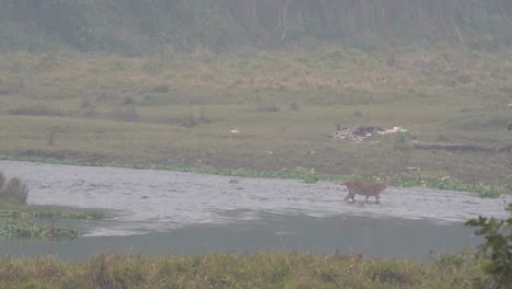 Some-deer-wading-across-a-river-in-the-Chitwan-National-Park