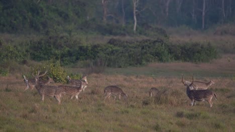 A-group-of-spotted-deer-alert-for-the-dangers-in-the-jungle