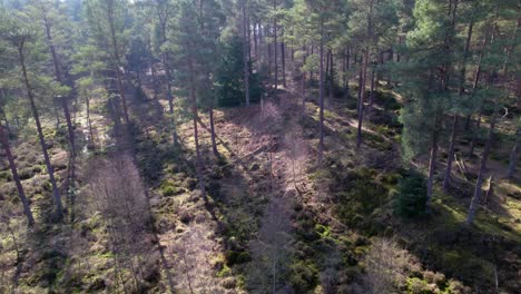Cinematic-aerial-drone-footage-looking-down-on-the-canopy-of-a-native-Scots-pine-and-birch-forest-in-Scotland-with-shafts-of-light-highlighting-heather-and-the-green-mossy-carpet-of-the-forest-floor