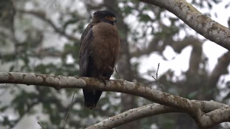 A-serpent-eagle-sitting-on-a-branch-in-the-jungle