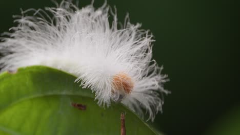 Flannel-Moth-Caterpillar-crawling-on-leaf