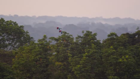 Ein-Paar-Scharlachroter-Aras,-Die-über-Den-Mit-Nebel-Bedeckten-Peruanischen-Regenwald-Fliegen