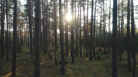AERIAL:-Forest-During-Late-Evening-with-Last-Rays-of-Sun-Hitting-Woodland-Floor
