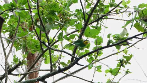 Gesehen-In-Einem-Dornigen-Baum-Auf-Einem-Ast,-Während-Er-Sich-Umschaut-Und-Dann-Wegfliegt,-Langschwänziger-Breitschnabel-Psarisomus-Dalhousiae,-Khao-Yai-Nationalpark,-Thailand