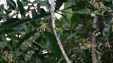 Seen-from-its-back-looking-deep-within-the-forest,-Long-tailed-Broadbill-Psarisomus-dalhousiae,-Khao-Yai-National-Park,-Thailand