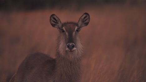 Furry-waterbuck-antelope-doe-in-dusking-savannah-staring-into-camera