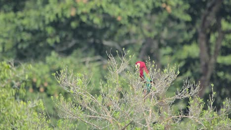 Scarlet-Macaw-sits-motionless-in-tree,-partially-hidden,-Tambopata-National-Reserve