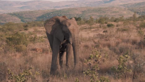 Afrikanischer-Elefant,-Der-In-Der-Dämmerung-In-Der-Afrikanischen-Savanne-Mit-Den-Ohren-Flattert