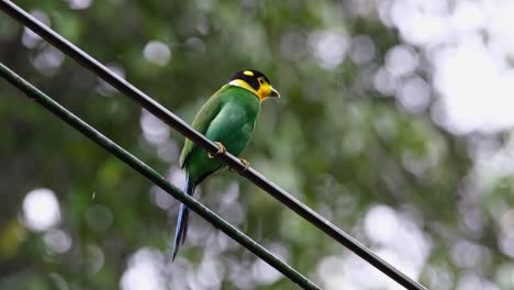 Perched-on-a-wire-while-looking-ot-its-left-side,-Long-tailed-Broadbill-Psarisomus-dalhousiae,-Khao-Yai-National-Park,-Thailand