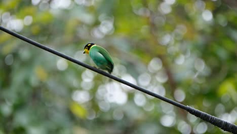 Looking-towards-its-right-shoulder-then-hops-around-showing-its-wagging-tail,-Long-tailed-Broadbill-Psarisomus-dalhousiae,-Khao-Yai-National-Park,-Thailand