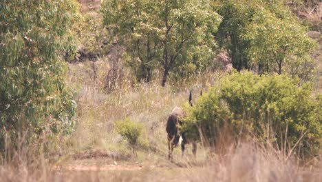 Greater-Kudu-disappearing-behind-bush-in-african-savannah