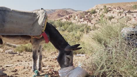 Beautiful-donkey-with-saddle-eating-and-looking-towards-desert-city-skyline,-handheld-view