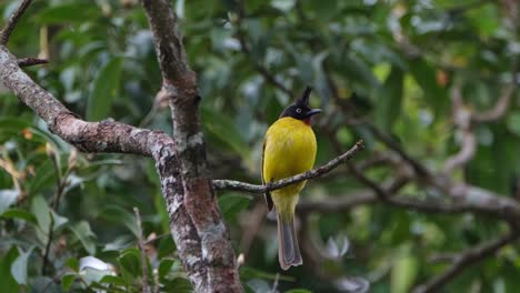 Seen-pooping-then-hops-around-during-a-very-windy-afternoon-in-the-forest,-Black-crested-Bulbul-Rubigula-flaviventris,-Thailand
