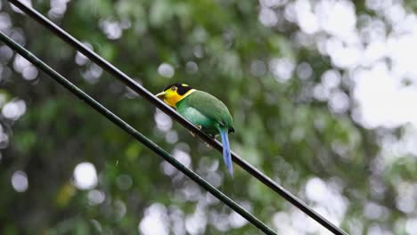 Seen-from-its-back-and-left-side-while-perched-on-a-wire-as-it-chirps-and-call-for-its-partner,-Long-tailed-Broadbill-Psarisomus-dalhousiae,-Khao-Yai-National-Park,-Thailand