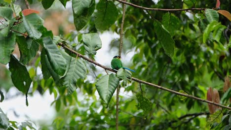Perched-on-a-branch-facing-front-then-hops-around,-Long-tailed-Broadbill-Psarisomus-dalhousiae,-Khao-Yai-National-Park,-Thailand