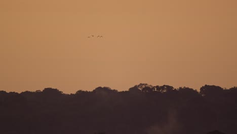 Four-birds-fly-over-Tambopata-National-Reserve-rainforest-at-twilight