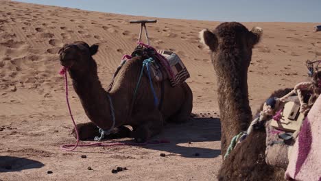Travelers-camel-cavaran-resting-on-hot-sandy-Sahara-desert-in-Morocco,-handheld-view