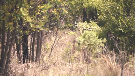 Impala-Antilope-Steht-Still-Und-Versteckt-Sich-Im-Dickicht-In-Afrikanischen-Wäldern