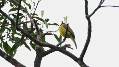 Perched-on-a-small-branch-as-it-looks-around-during-a-windy-day,-Black-crested-Bulbul-Rubigula-flaviventris,-Thailand