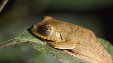Laubfrosch-Der-Gattung-Osteocephalus-Auf-Tropischem-Regenwaldblatt-In-Peru