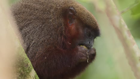 Dusky-Titi-Monkey-eating-fruit-sitting-in-branches-and-moves-away