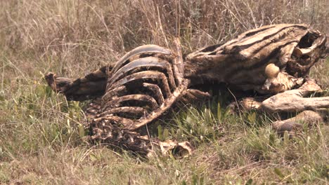 Rotting-bones-of-zebra-carcass-with-swarming-insect-in-savannah-grass