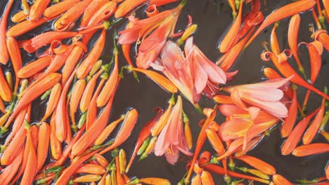 Blooming-orange-buds-of-flower-swim-on-water-surface,-top-down-handheld-view