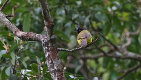 Perched-on-a-branch-during-a-very-windy-afternoon-then-flies-away,-Black-crested-Bulbul-Rubigula-flaviventris,-Thailand