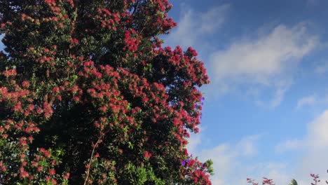 Upward-pan-of-Pohutakawa-Trees-under-a-blue-sky-during-the-daytime-in-Auckland-New-Zealand