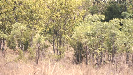 Impala-antelope-running-behind-bush-thicket-in-african-savannah