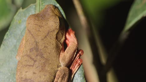 Schnelle-Überkopfschwenkung-Zu-Einem-Kleinen-Laubfrosch,-Der-Sich-Auf-Einem-Blatt-Im-Amazonas-Regenwald-Ausruht