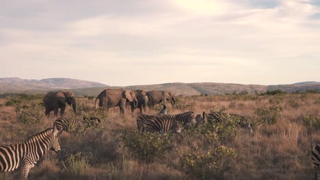 Zebra--Und-Elefantenherden,-Die-In-Der-Abenddämmerung-Gemeinsam-In-Der-Afrikanischen-Savanne-Grasen