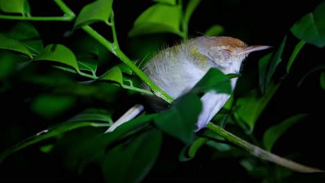 Facing-to-the-right-while-roosting-as-it-closes-its-eye-to-sleep,-Common-Tailorbird-Orthotomus-sutorius,-Thailand