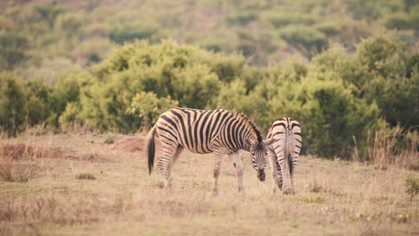Two-plains-zebras-grazing-in-african-savannah-grassland,-one-looks-up